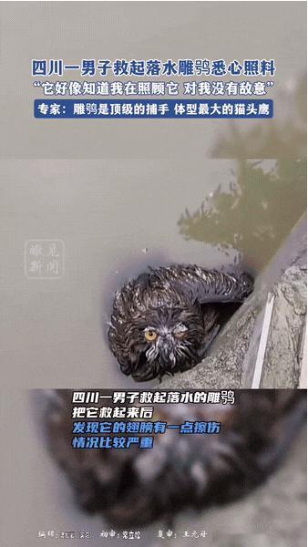 “万物皆有灵！”四川一男子在河边行走时，看到水池里来了个庞然大物，男子发现它一动