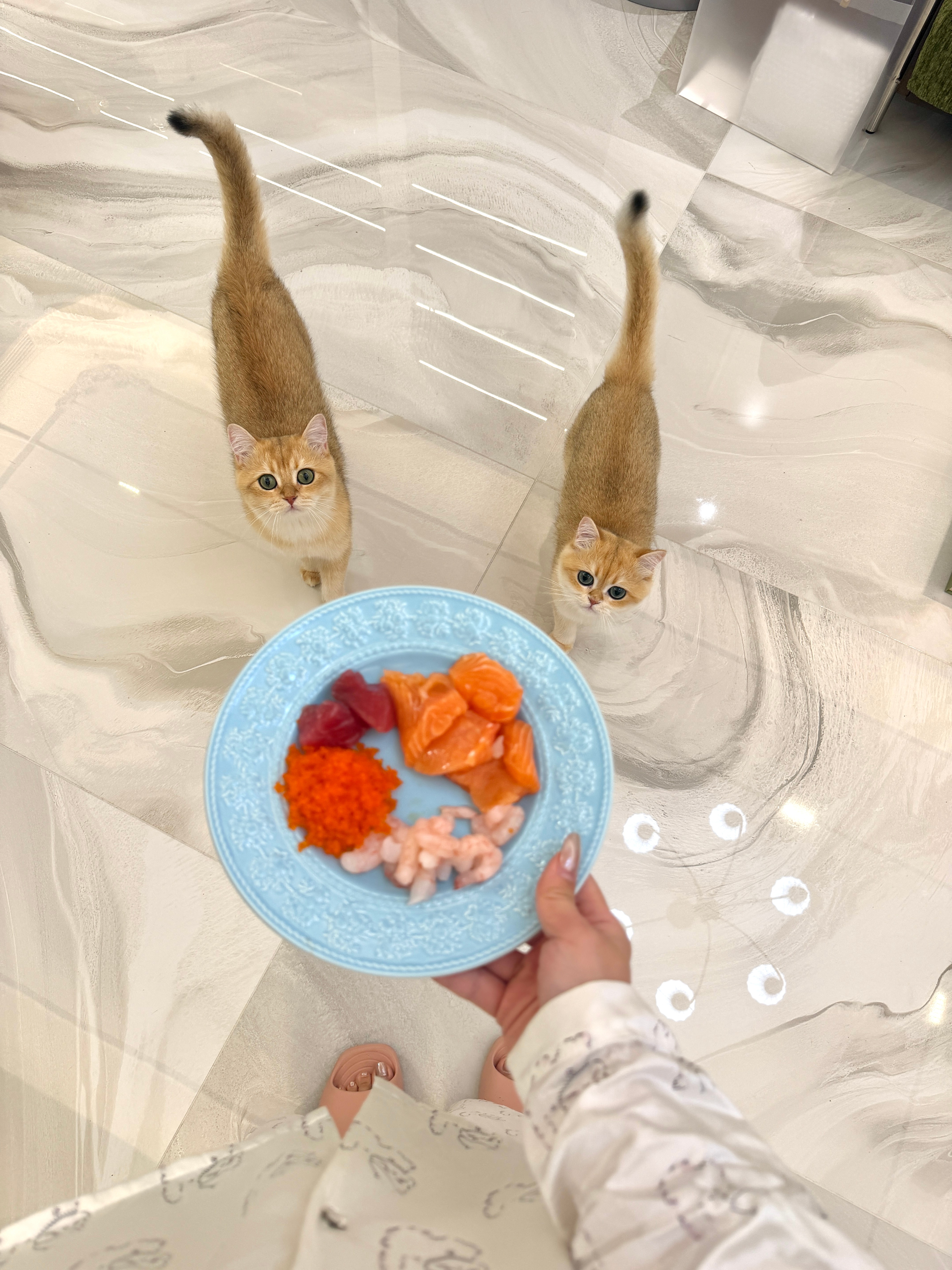 🐈今天也加餐 嘿嘿 晚安！ ​​​