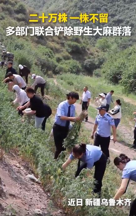 20万株连片野生大麻群落，竟藏在山林荒地里，清剿连根铲，一株都不留！

6 月 