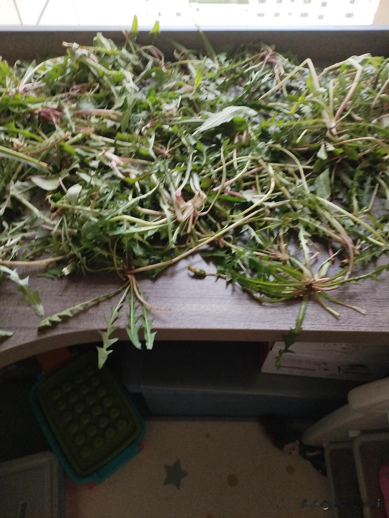 今天在小区公园捡了些蒲公英，回去洗净晾干当茶喝。蒲公英可是个好东西，清热降火，嗓