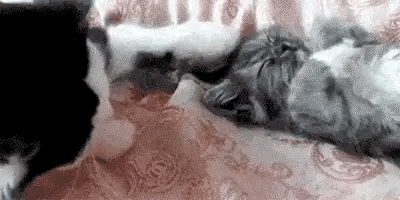 猫妈妈叫小猫起床，叫了半天也不醒…………，绝对是亲妈！