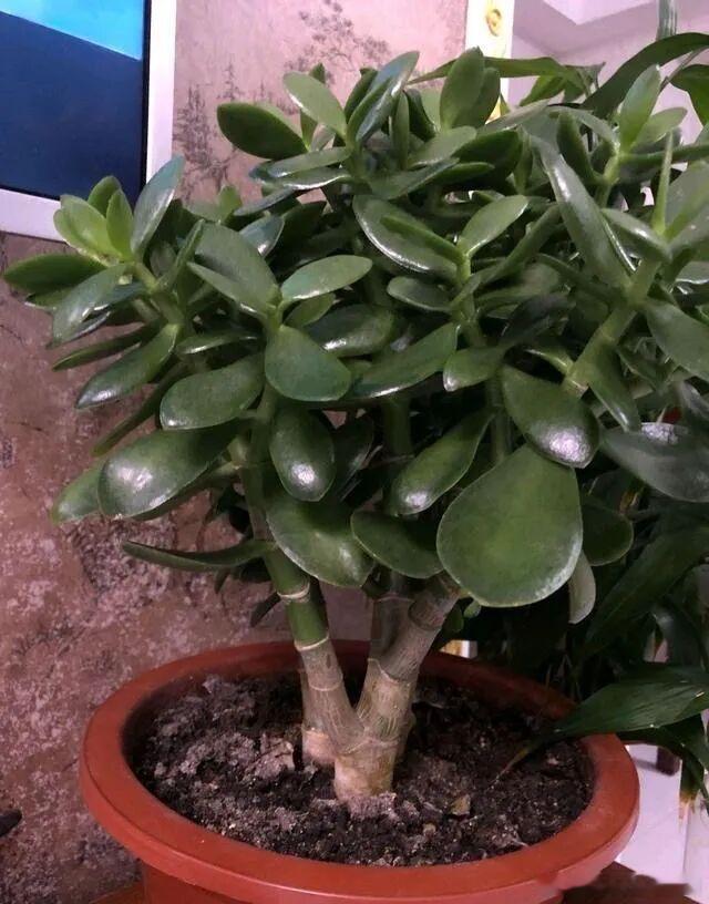 今天分享下比较容易养活的盆栽。1、小叶黄杨盆栽这种树，其实在一些绿化带也有，不容
