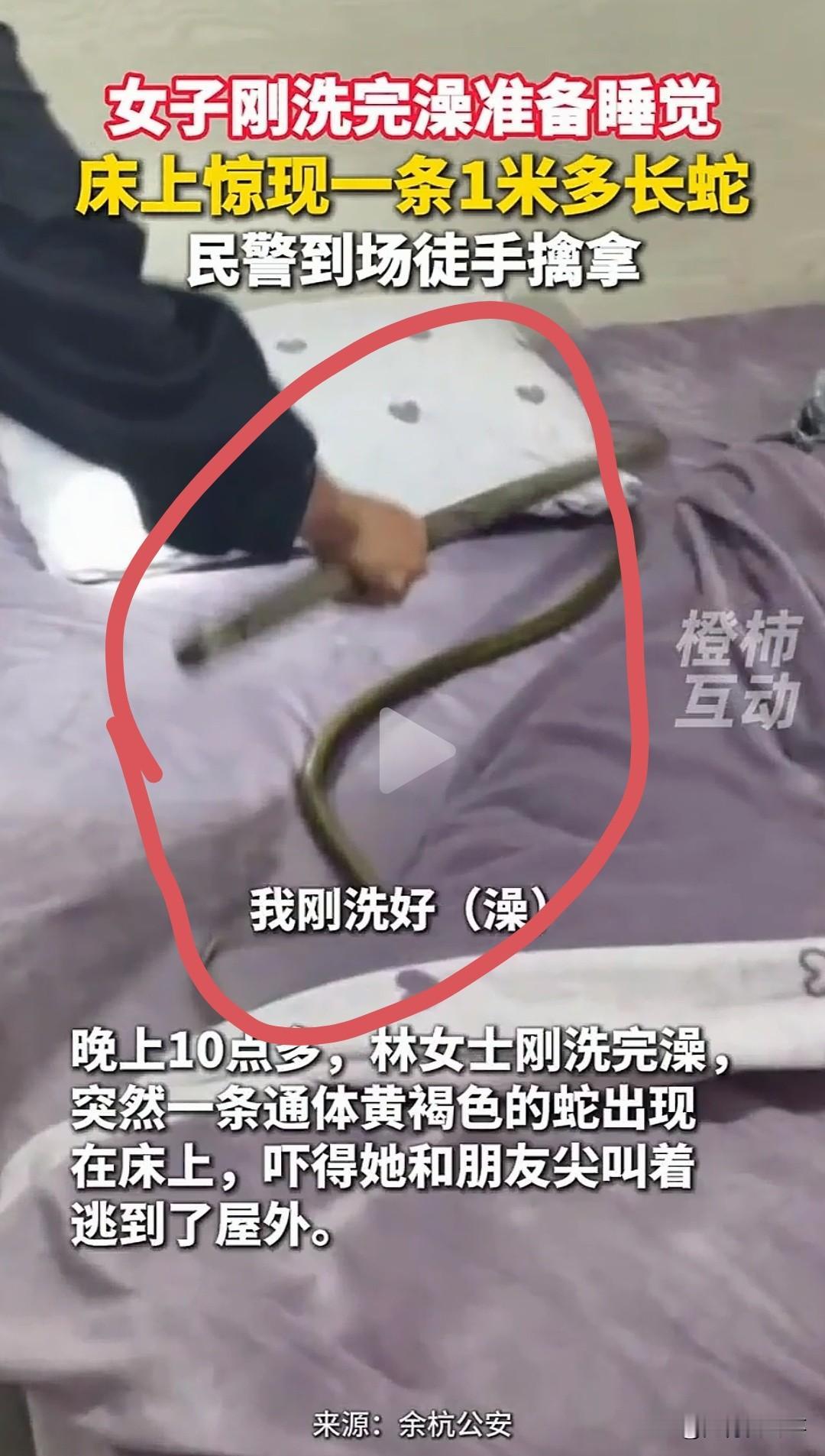 女子洗完澡准备睡觉，床上竟盘着1米长大蛇
 
杭州林女士当场吓懵，和朋友尖叫着逃