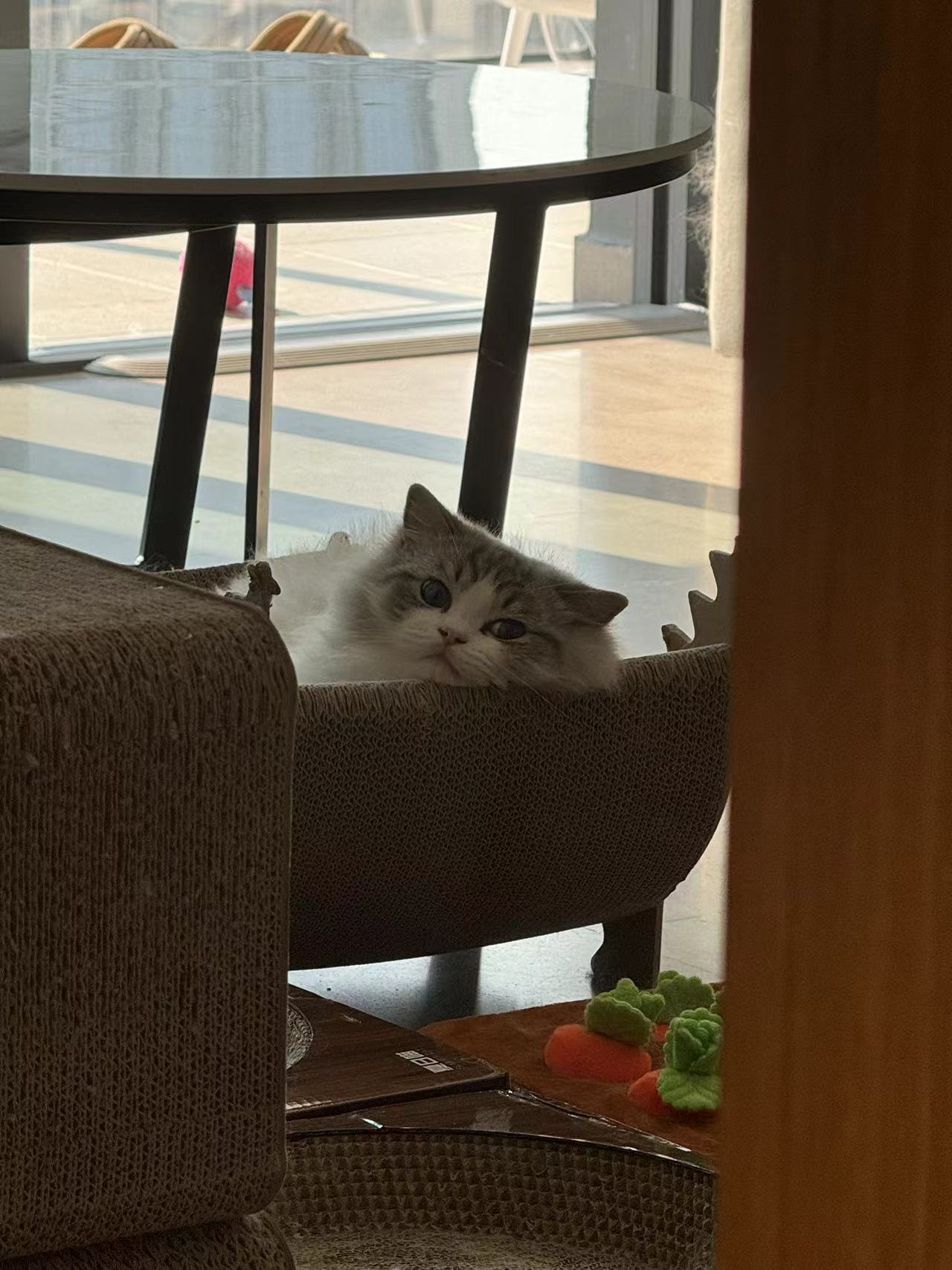 烧猪的活动量还是可以的（家长） ​​​