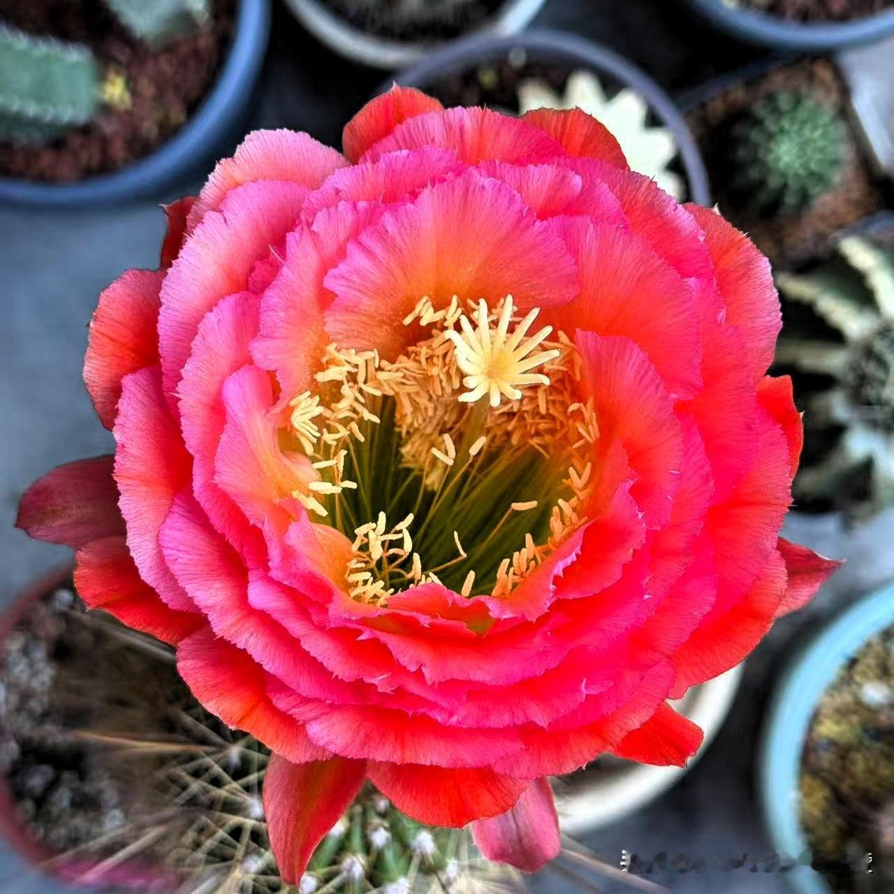 立秋时节，天气变化无常，10年种花经历告诉我，很多植物倒在秋天的门槛上，所以一定