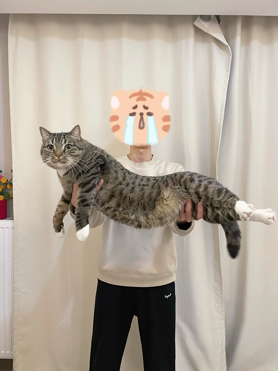 大骨架小猫就能随便被嘲笑吗？！