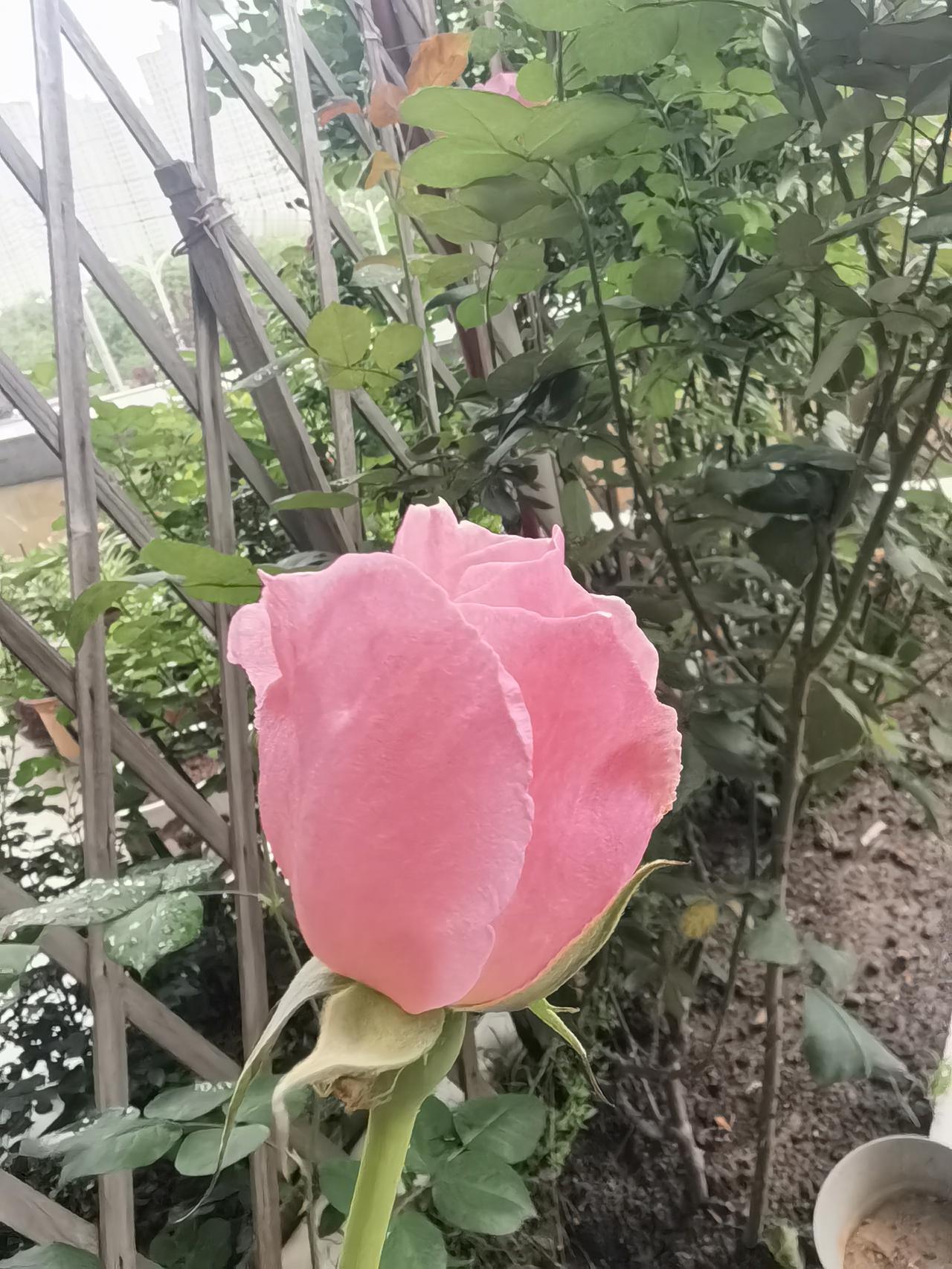 家人们，给你们看看汉川银湖城空中花园的月季花！那景色简直绝了。在空中花园，就能看