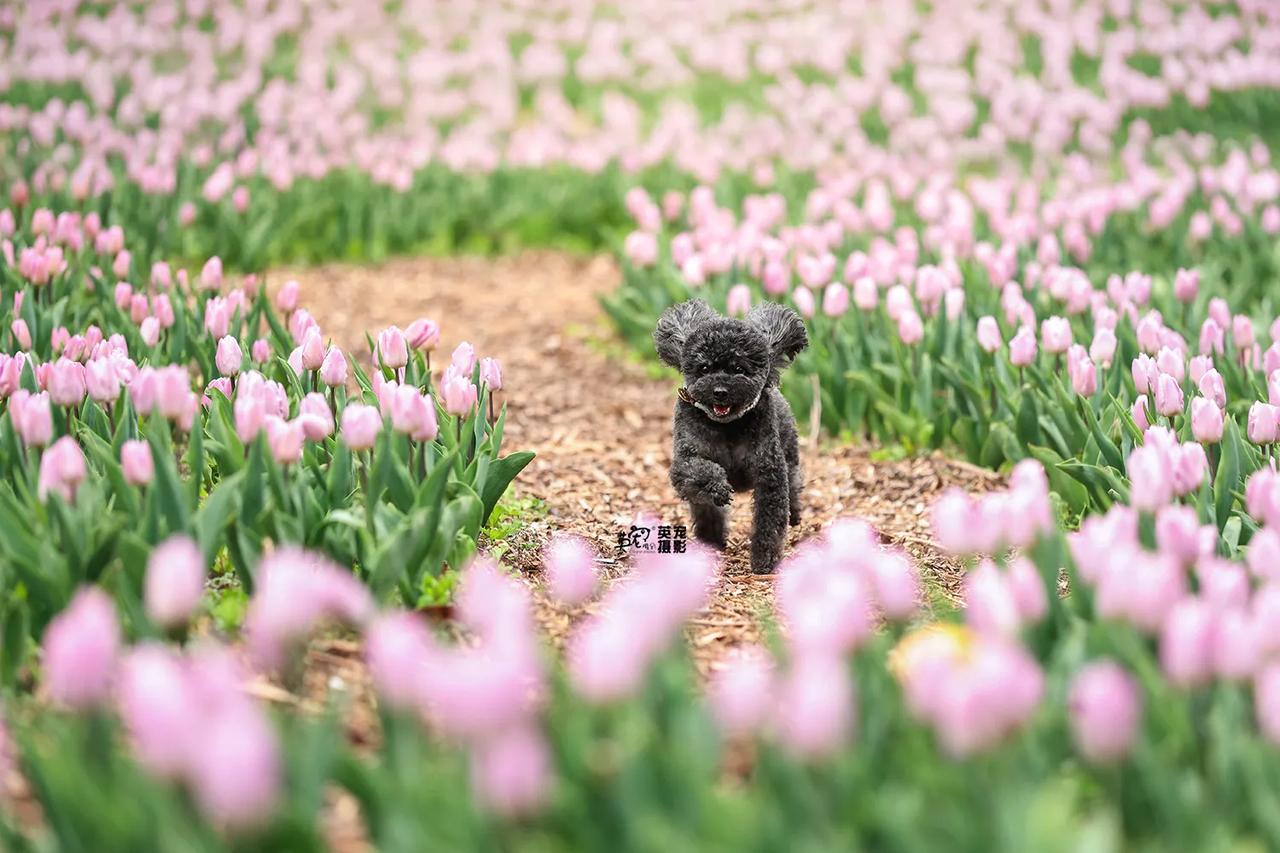 今日份的平静
是修狗和郁金香花海给的！😍
【上海拍摄】