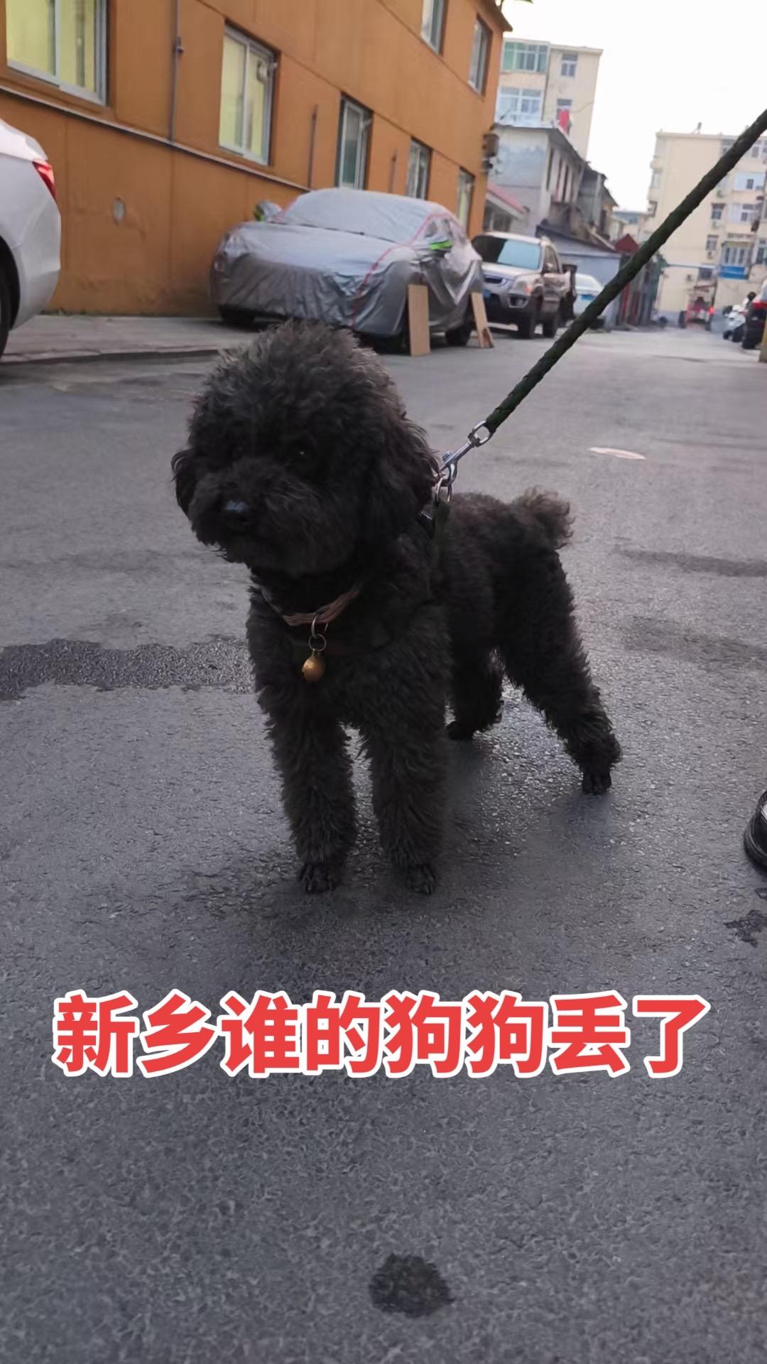向阳新村附近捡到一只黑