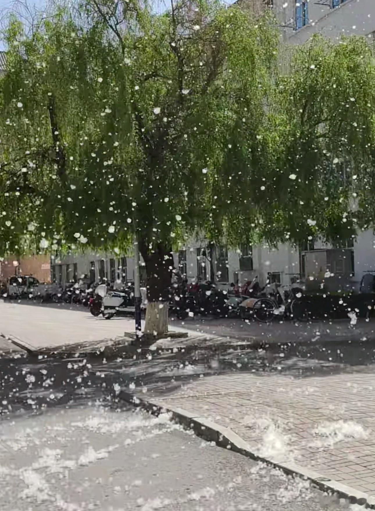 官方回应为什么不能把杨柳树都砍了虽然柳絮对我这种鼻炎患者很不友好，每年都被柳絮折