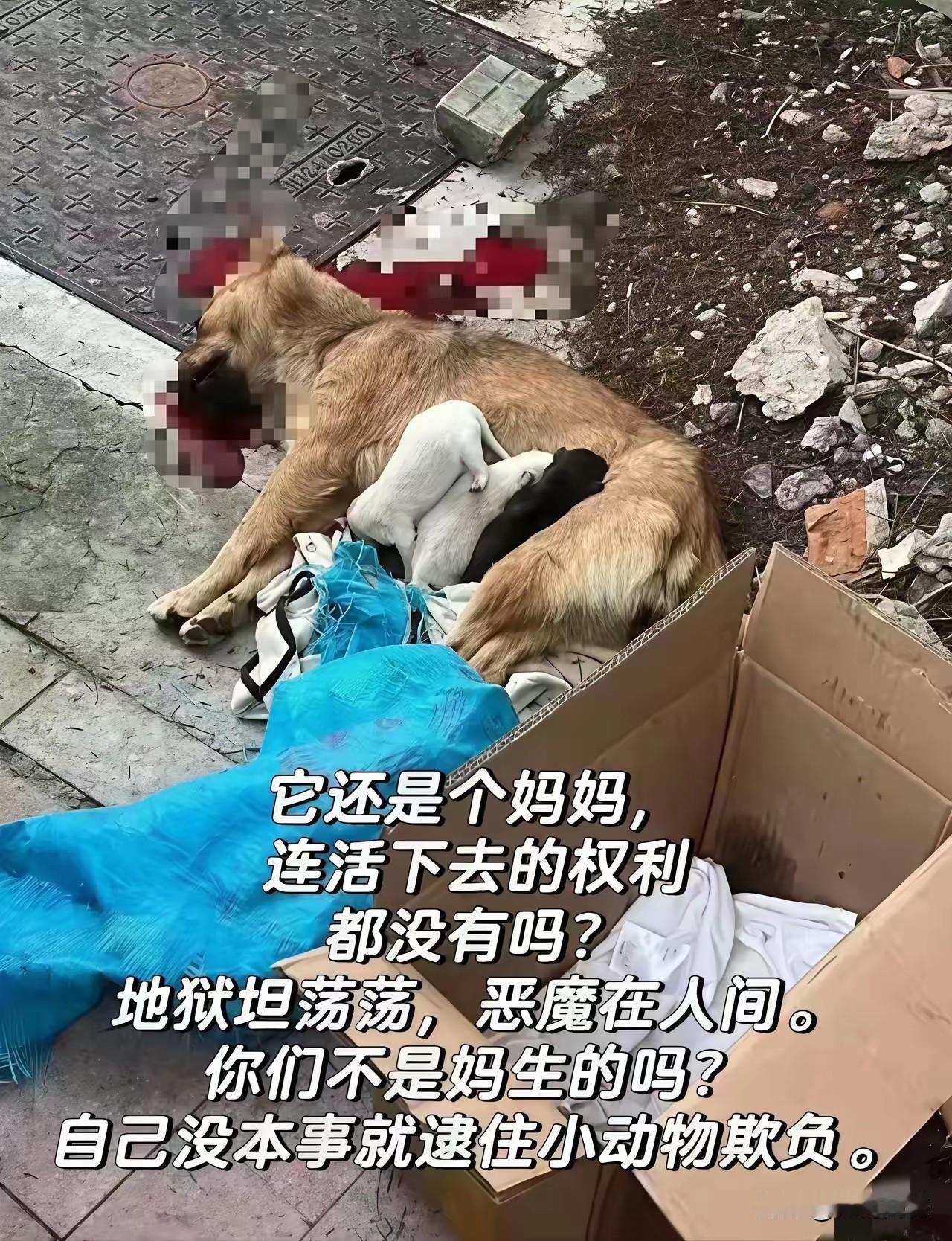 把一只哺乳幼崽的流浪狗活活打死，真是天理难容。你可以不爱，但是你不能伤害，它也没