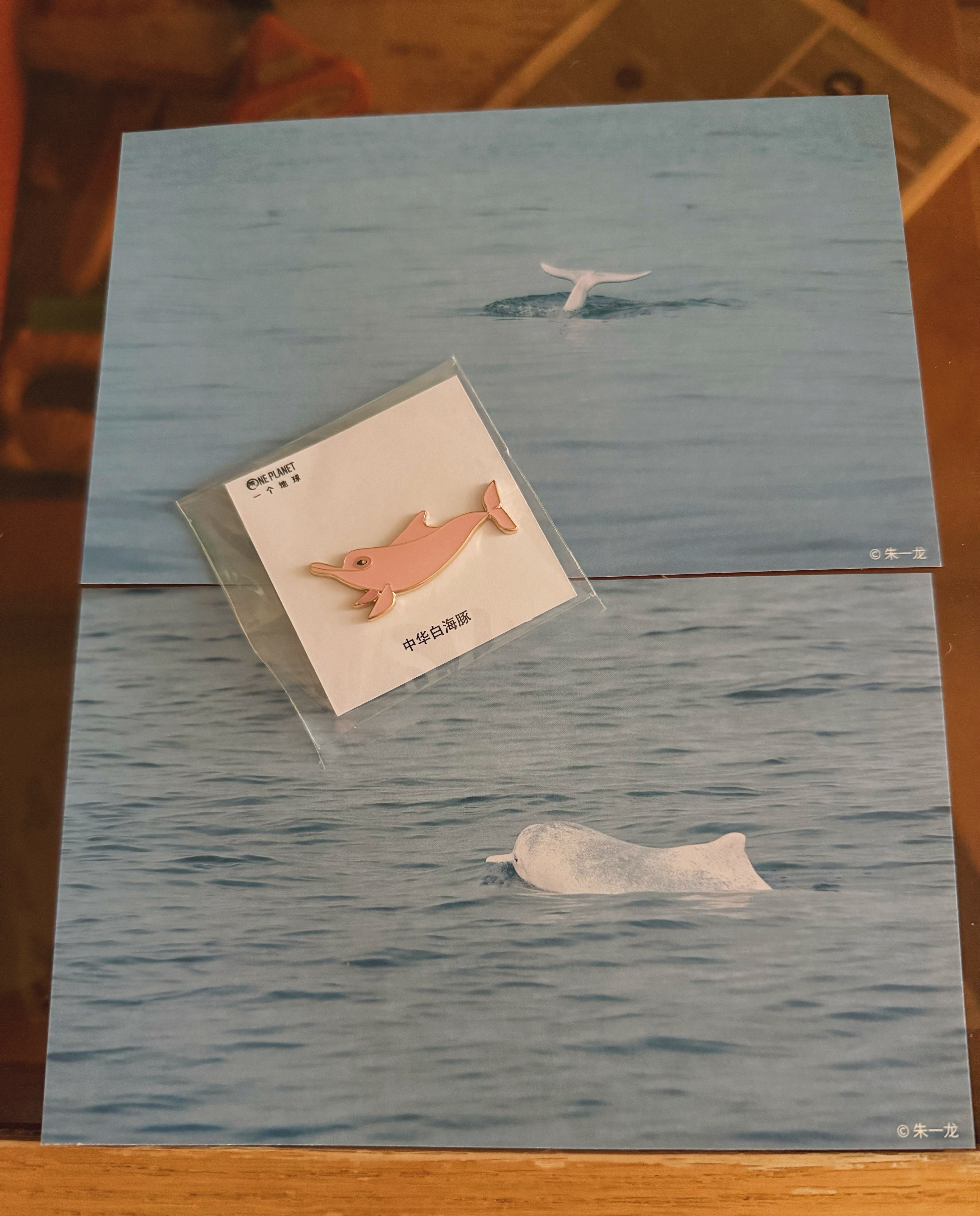 🐬海豚粉色胸针 朱一龙护海一线 ​​​