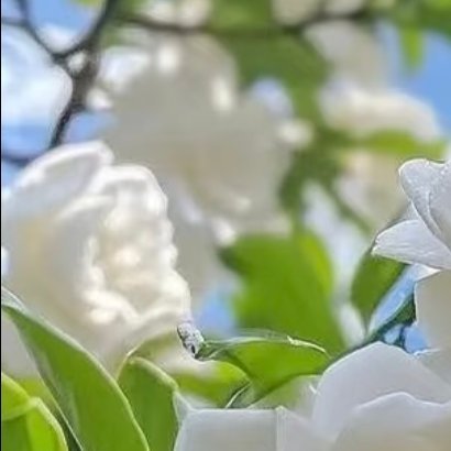 0000栀子花的种植方法栀子花适合栽种在疏松肥沃的酸性土壤中，充足光照是开花的关