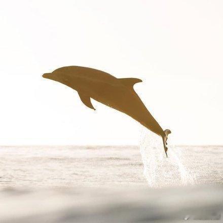 幸运海豚，转发获得双倍好运。  ```. 