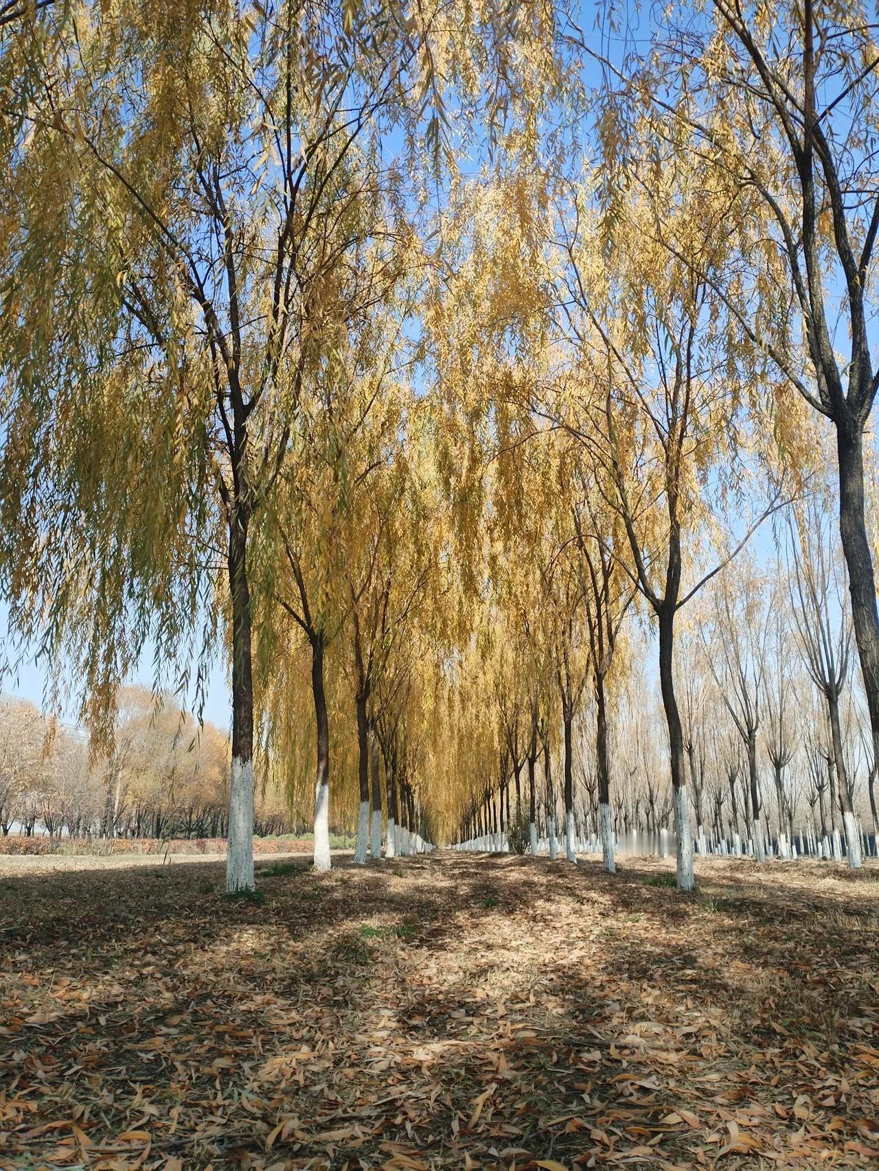 借风翻书，
吹到哪页算哪页
如果能巧遇，
算是天意凑巧成书，
这一页写着一句鬼话