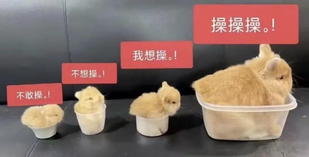 兔子操合集 