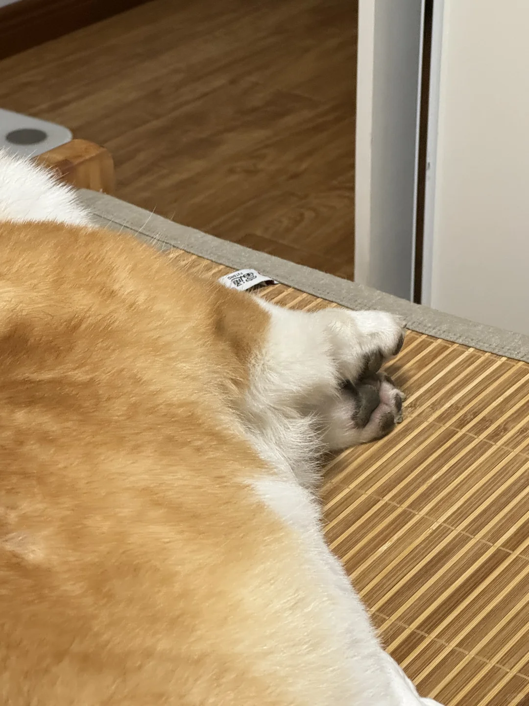 短短的小猪脚🐷超可爱！就是有点臭🦠