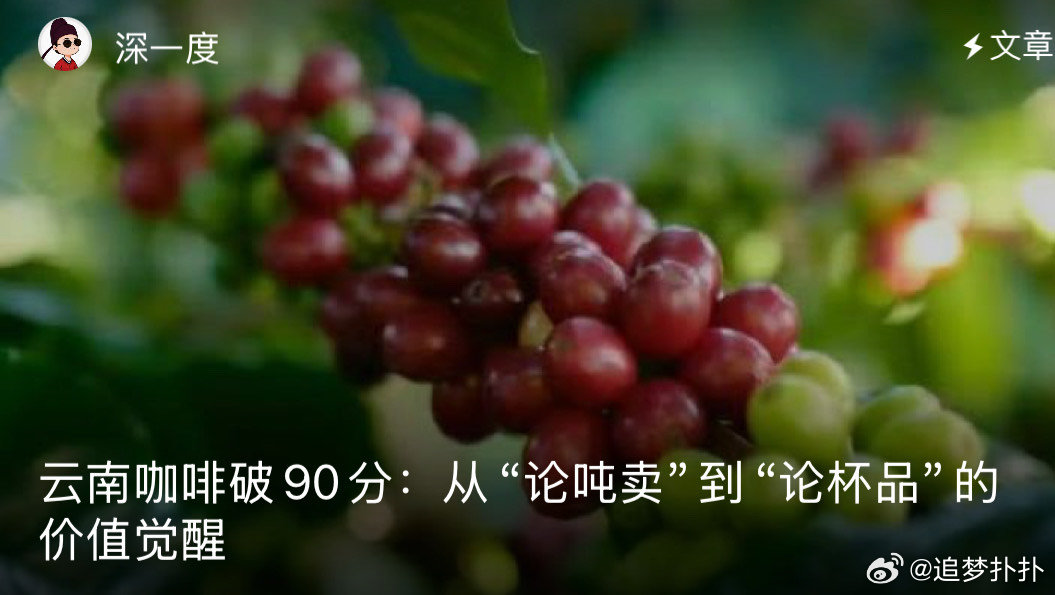 云南咖啡破90分90分的数字背后藏着云南咖农十几年的深耕，从自主选育22个本土咖
