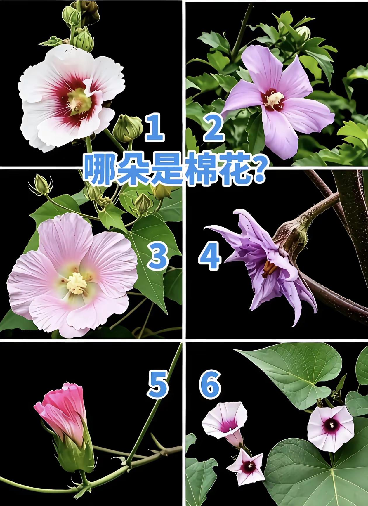 哪一朵是棉花？
