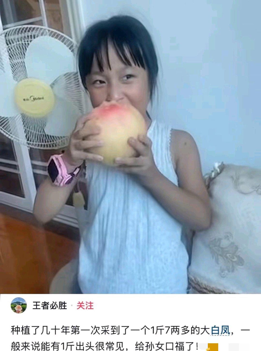 我就说小时候看猴哥吃的仙桃是真的。仙桃西瓜 仙桃摘水果