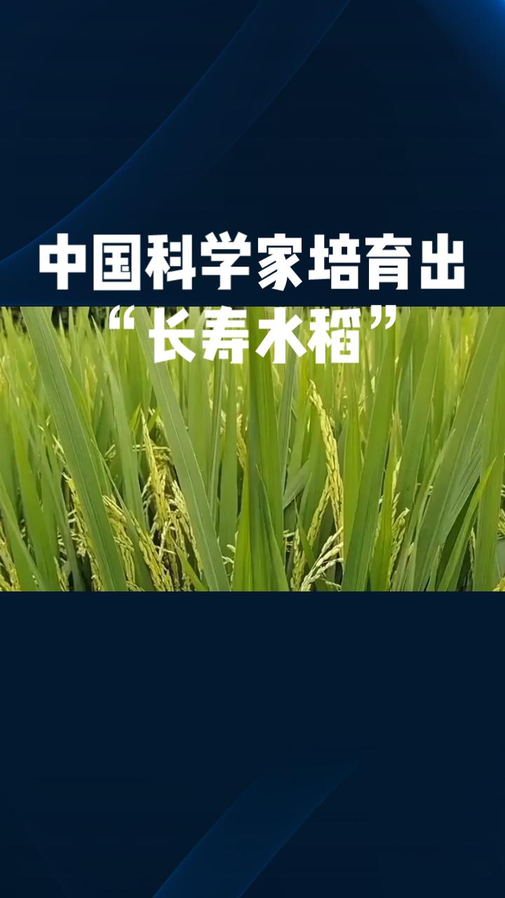 中国科学家培育出“长寿水稻”，能否实现一次播种多年收获？这或将改变农业种植模式。