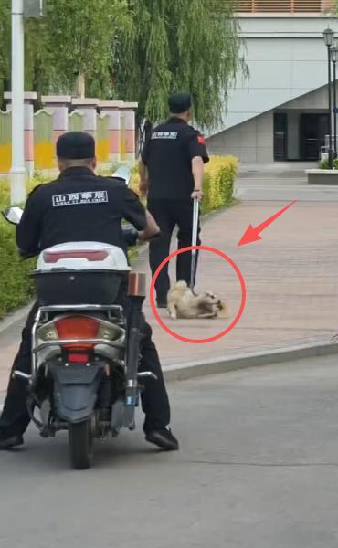 山西一高校流浪狗产后被保安拖走处置，校方回应：已安排约谈当事保安，有学生投诉该犬