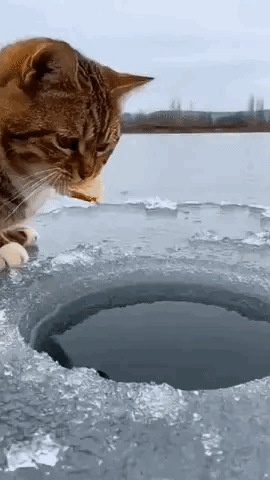 猫咪:钓鱼很难吗？