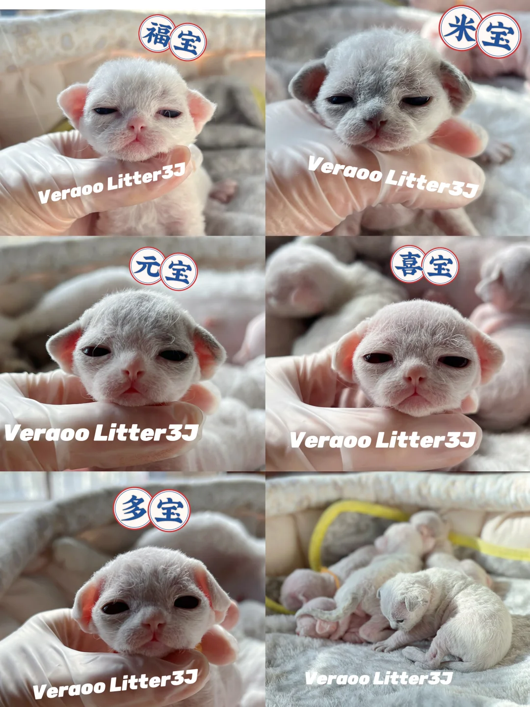 五枚蓝眼睛羊毛毡｜德文卷毛猫
