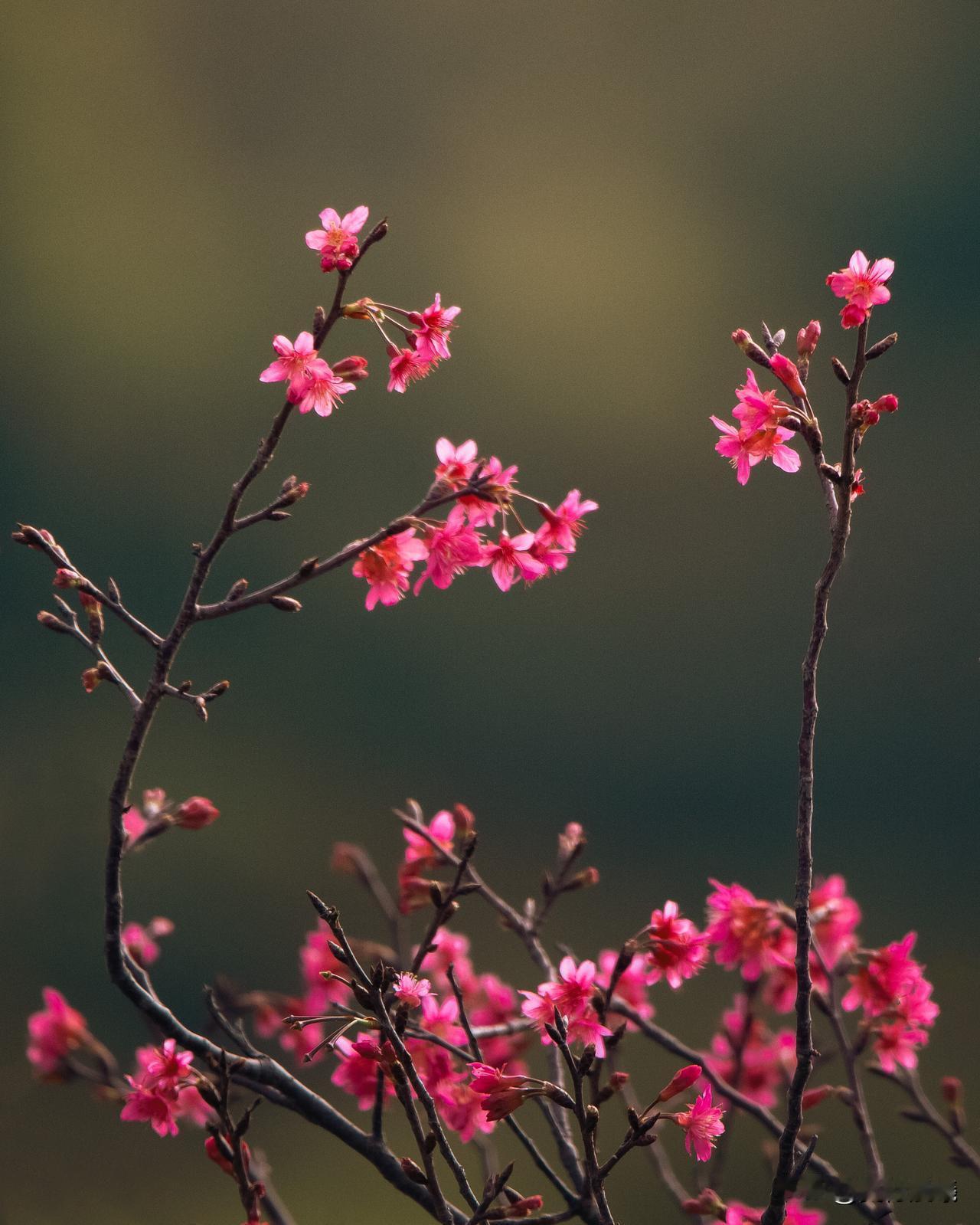 樱花
樱花烂漫似霞裳，绯红娇颜笑语扬。
风拂枝头香满园，满树芬芳醉春晖。
晒图笔