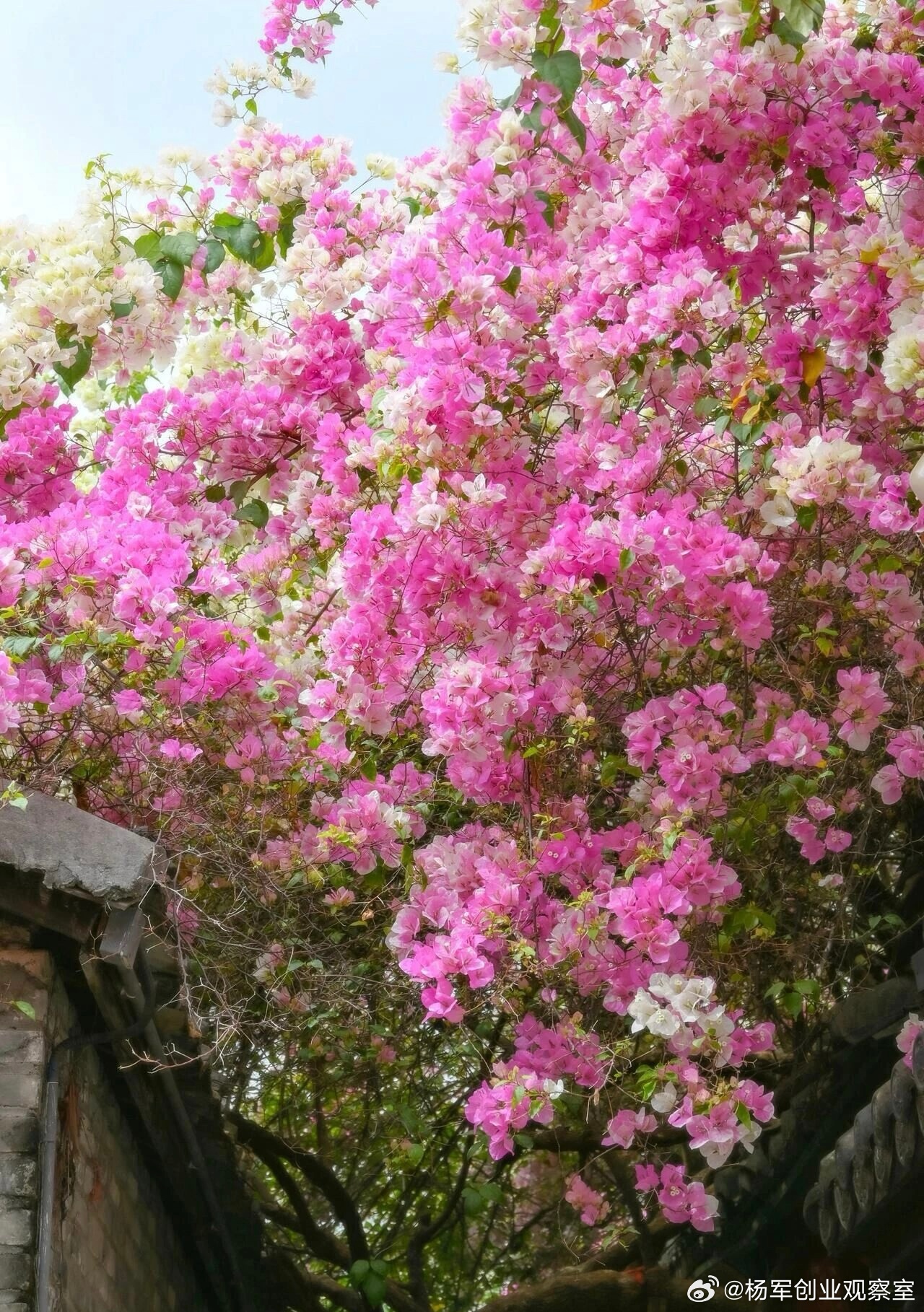 【老板不放手，企业难长久】很多企业做不大，根源往往在老板身上：1.能力太强＝团队