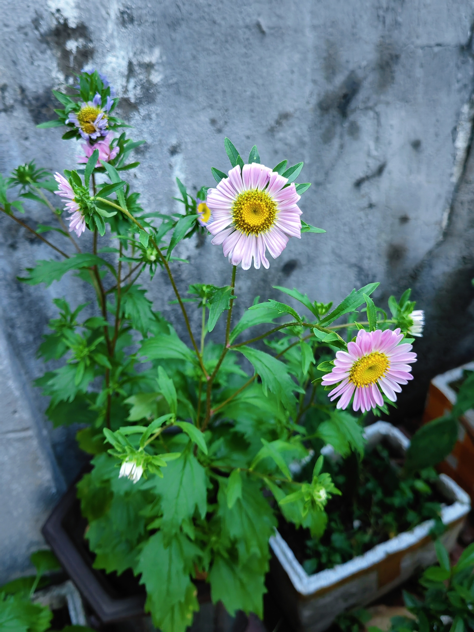 夏日里的小雏菊。 