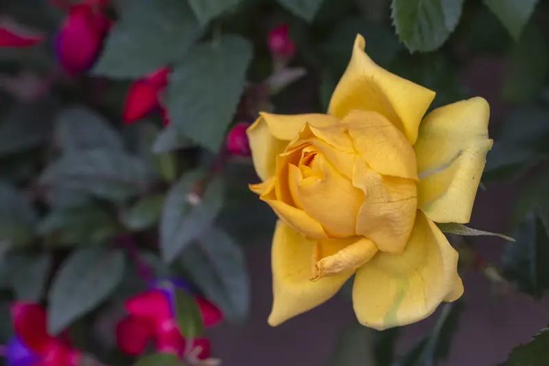 欧版和平计划能不能结束俄乌冲突，真不好说。就像之前美国提出“28点和平计划”，说