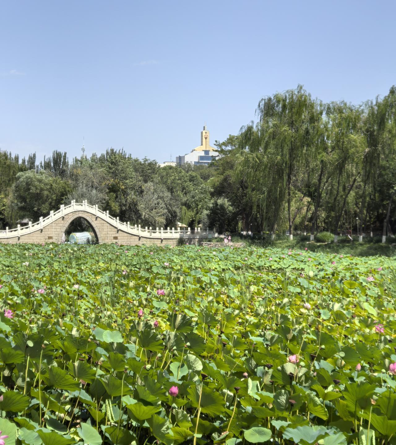 记录我的2026银川公园分享我的拍照，欣赏就是健康