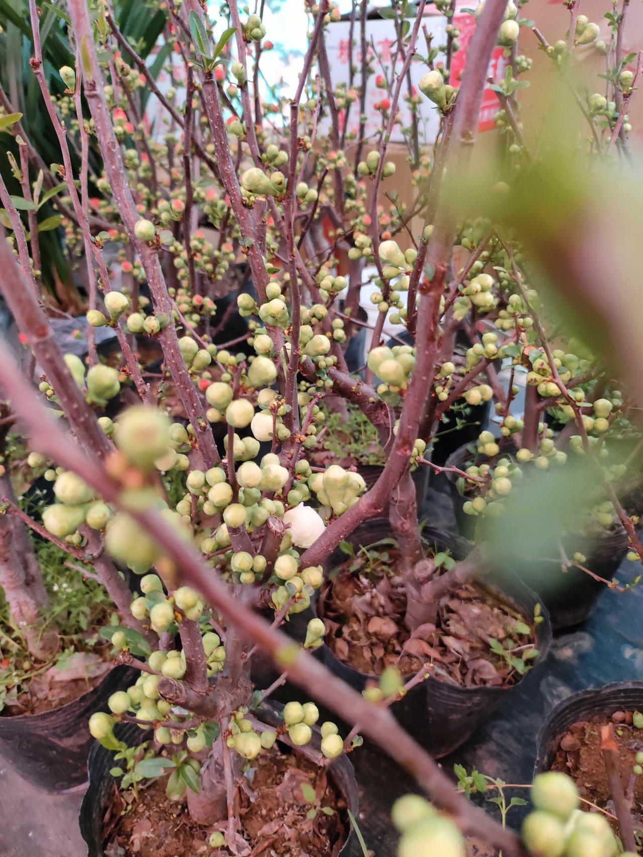 今年春天最想实现的心愿人过60岁，荣华富贵都是浮云，身边有个伴，知冷知热，才是最