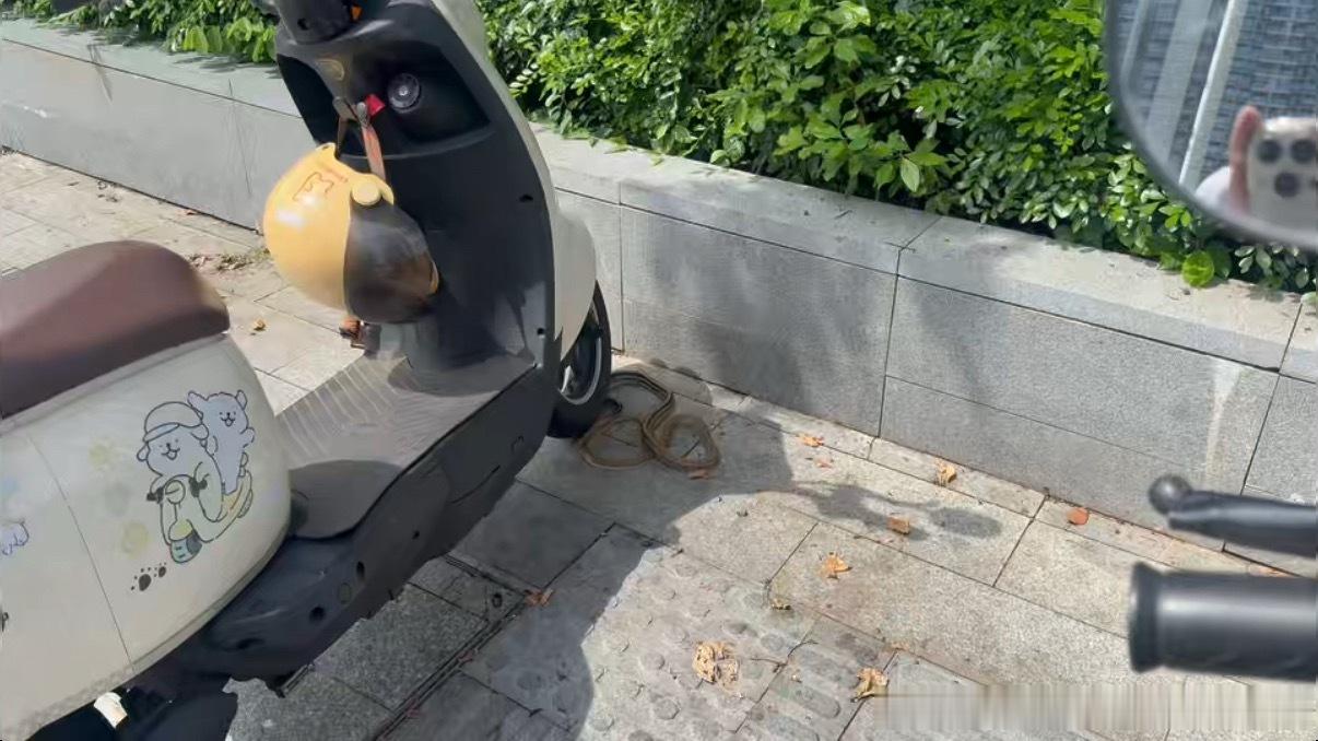 楼下看到一条蛇，吓死谁能看出有没有毒啊.......吓人 