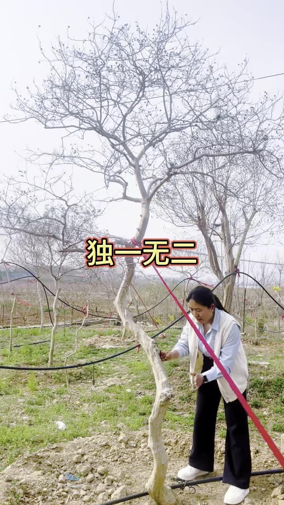 🌳一寸三弯的蒙山小叶紫薇有多美？看这树干的龙筋龙骨，自带自然弯曲变化，骨架线条