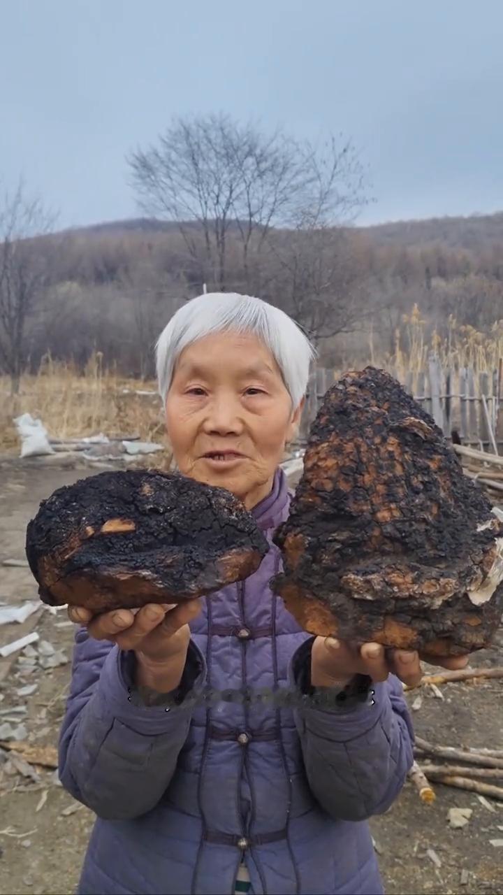 寒冷黑龙江原始大森林，纯野生的桦树茸。
我家是小兴安岭的主脉，原始大森林。我们这
