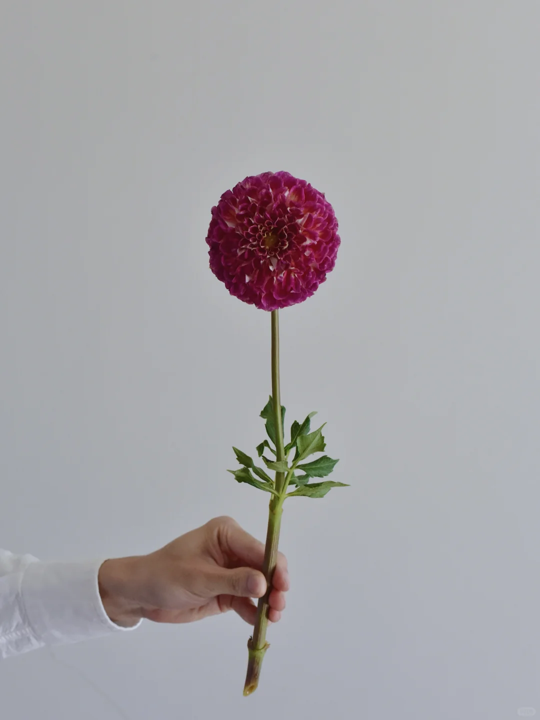 大丽花·乔舒亚