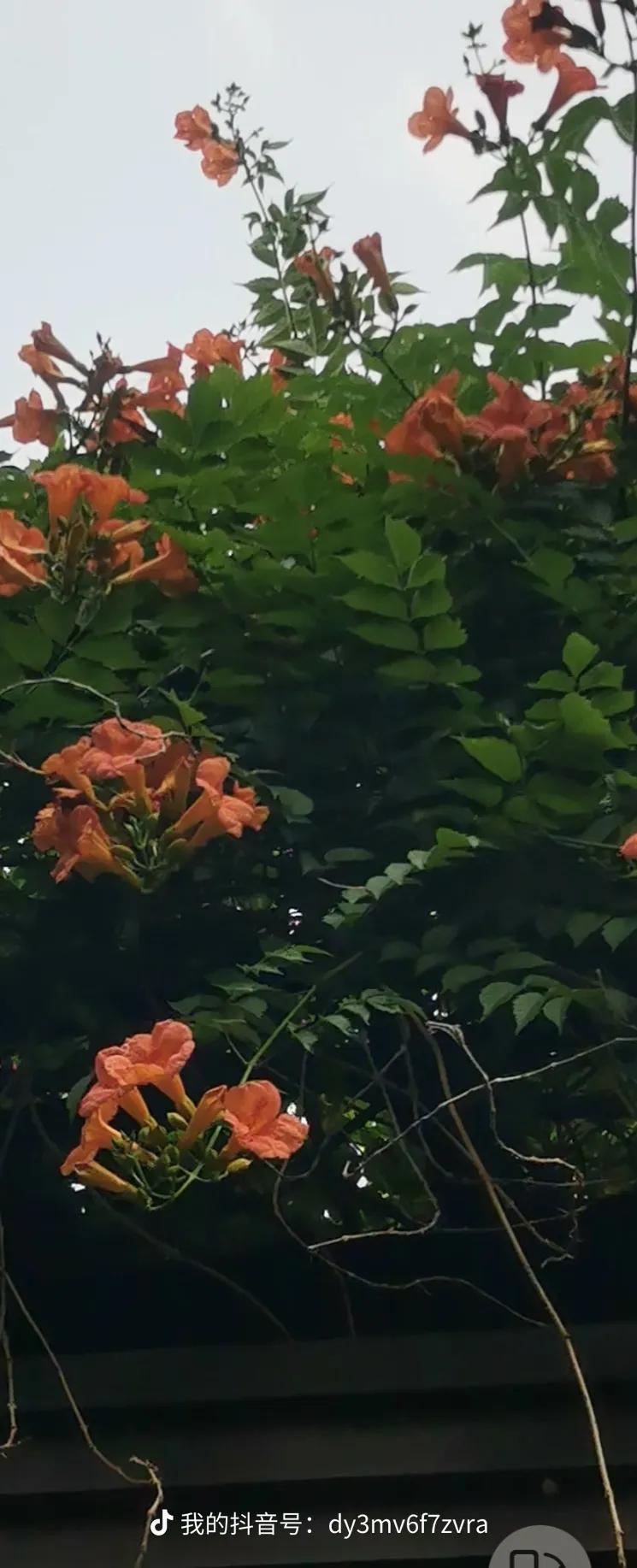 晒晒你拍到的凌霄花凌霄花开满院墙，微风吹来花香漂；堪比红杏出墙来，无人采撷空伤悲
