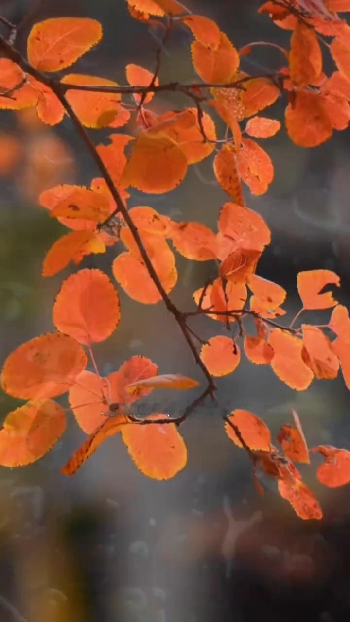 腊月二十六。
今天是一月二十六日，星期一，早安。今日腊八，周香慢，年意至，粥暖岁