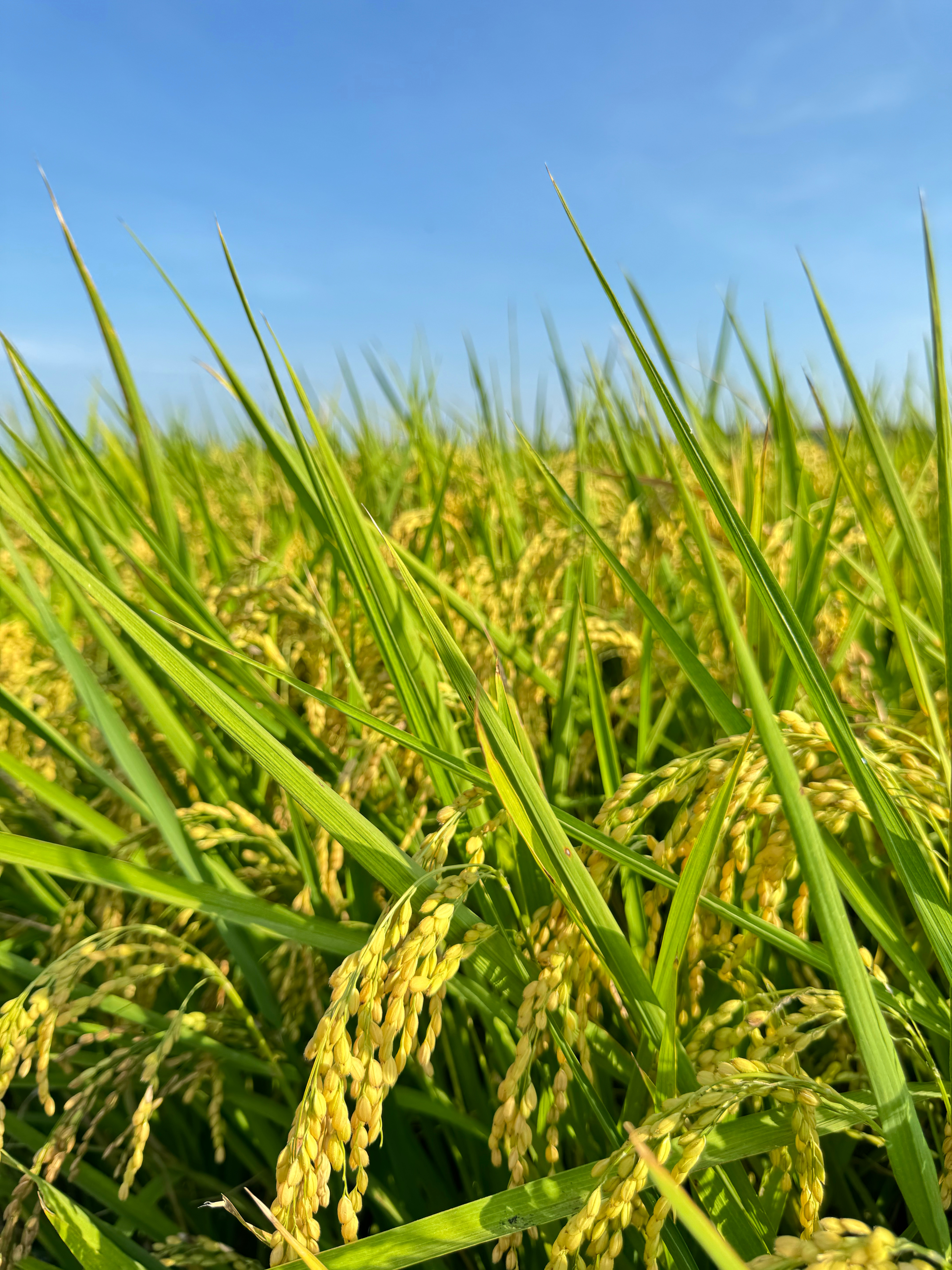 生活手记稻香🌾 
