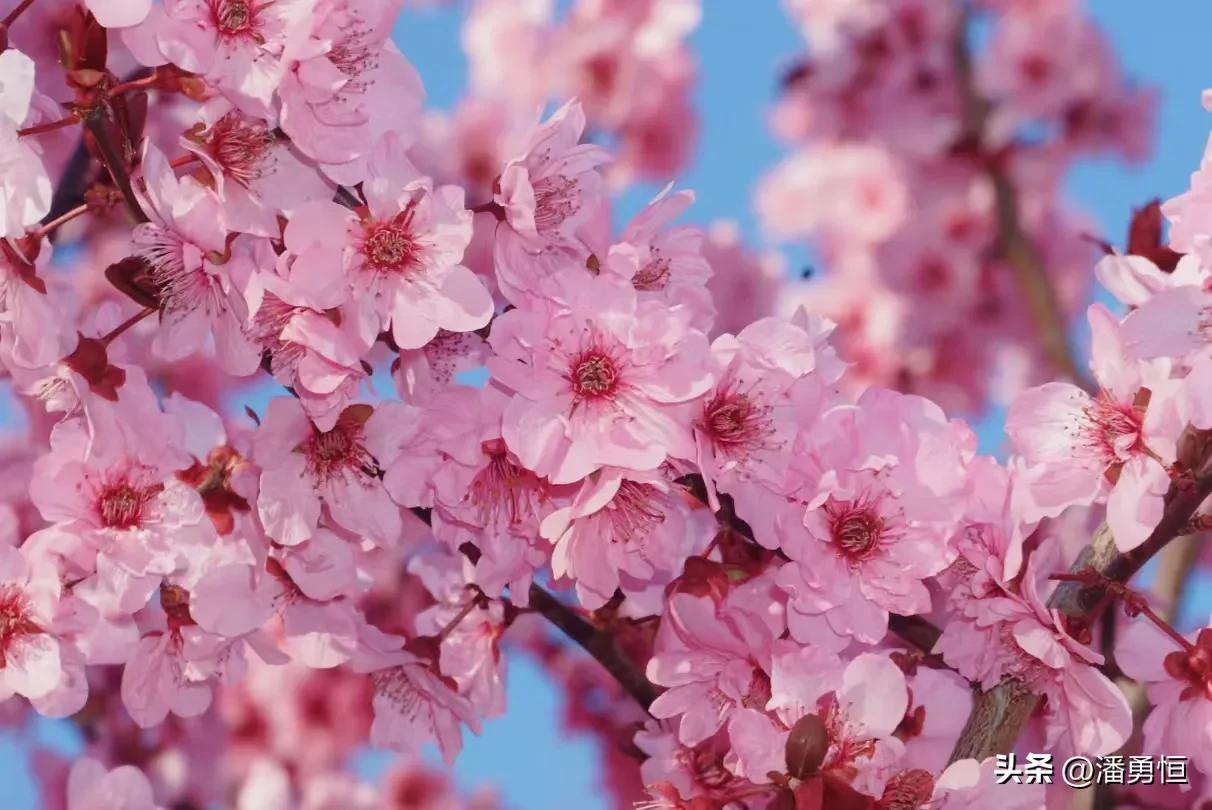 春日盛开，粉嫩樱花，美不胜收！🌸🌸🌸
