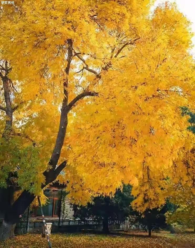 京秋！[赞][赞][赞]