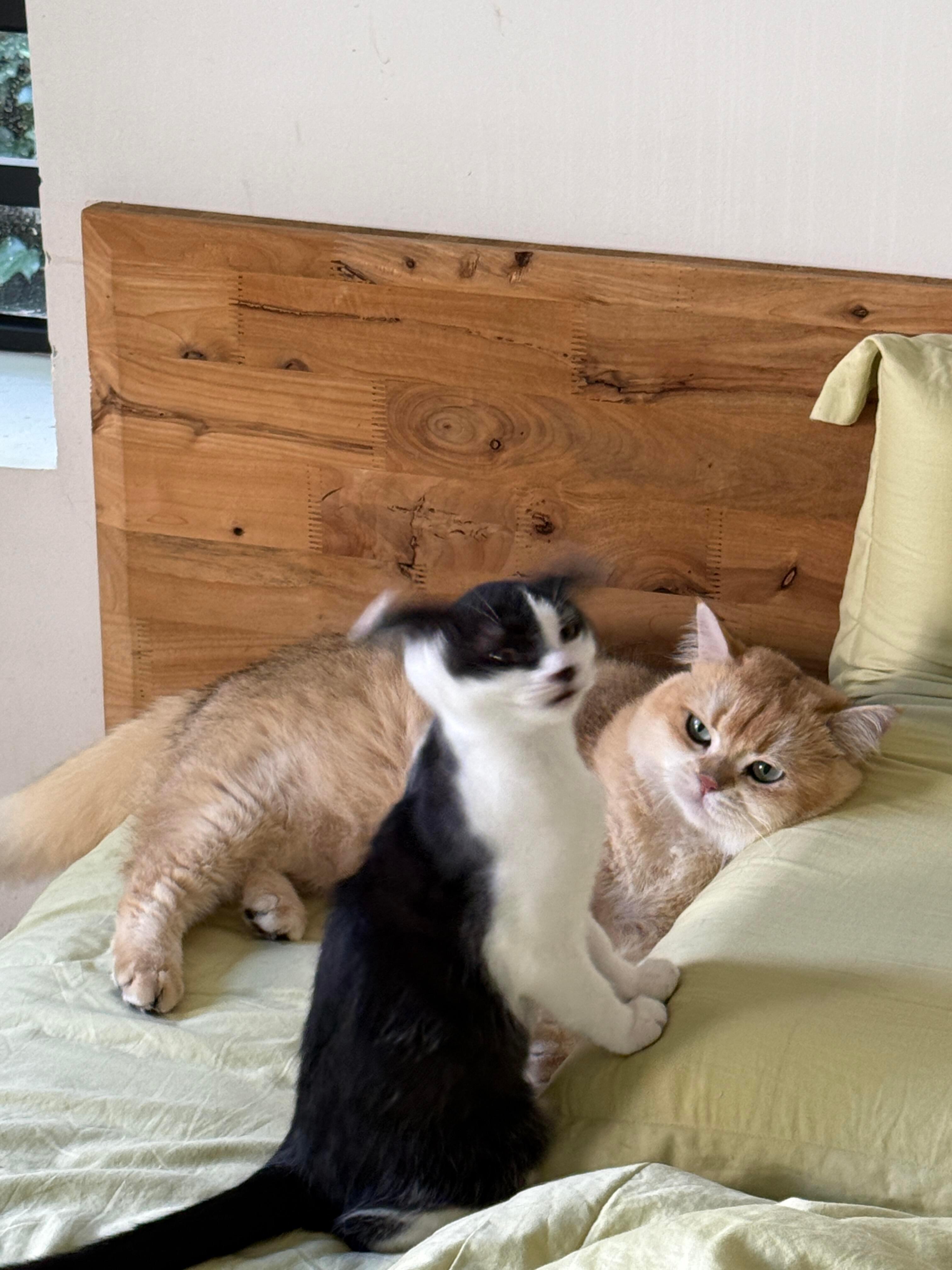 奶牛猫直升机即将起飞 