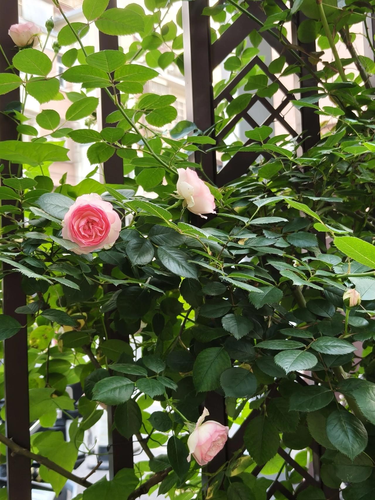 和平公园散步随手拍实景图分享！

今天本想去复兴岛的，可能昨天

跑妹妹家来回累