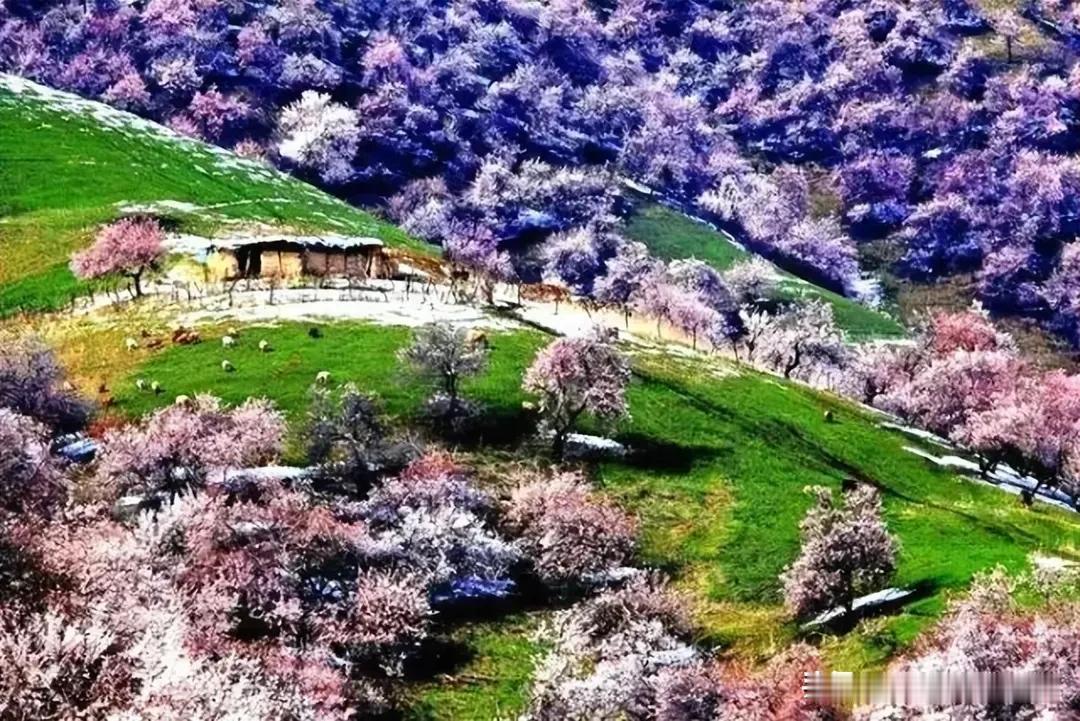 “我们新疆好地方”！

这首优美的歌曲，几乎和共和国同龄，至今仍在祖国大地传唱，