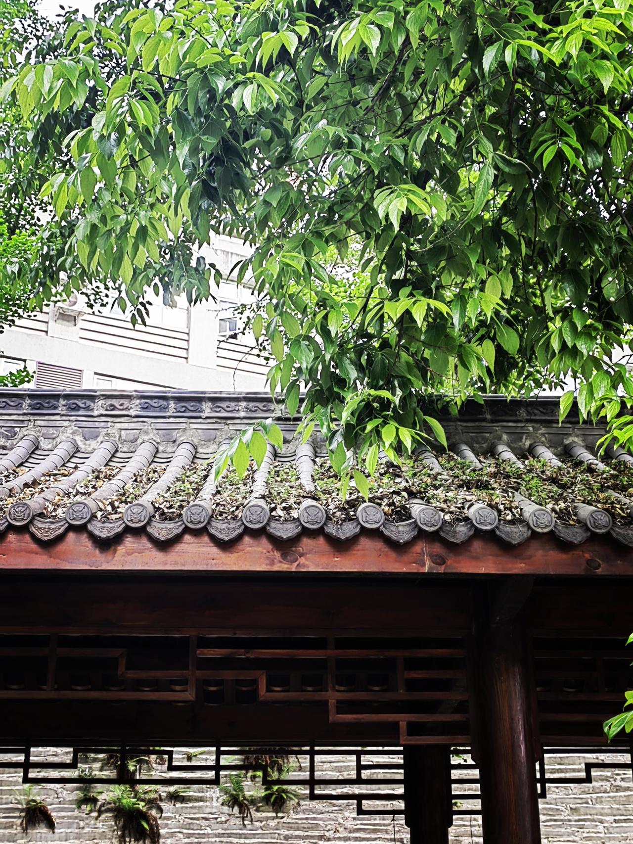 你相不相信
那些嗜赌、好色又出轨的男人
家中常常有一位
贤良淑德的好妻子
而那些