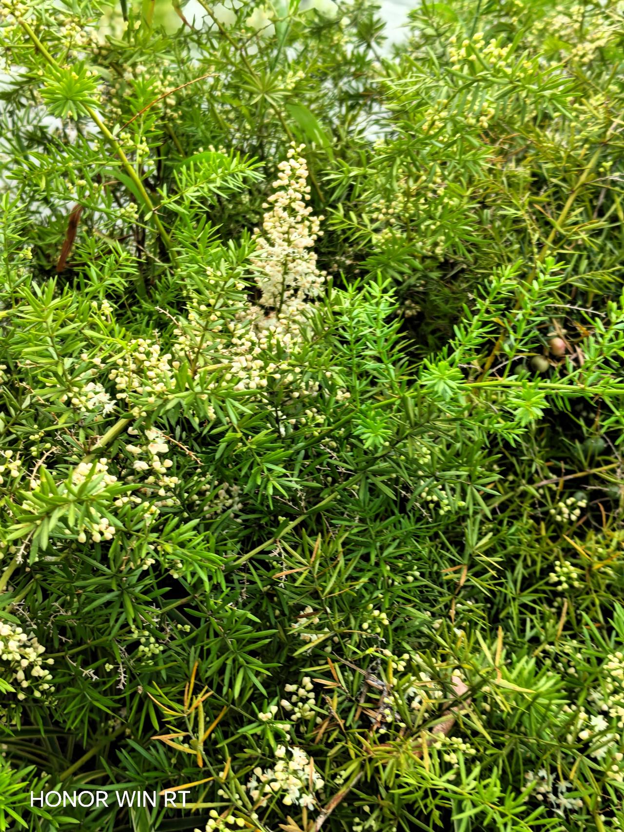 这种小花儿抗旱，天天这么大的太阳，它依旧开得旺盛！
