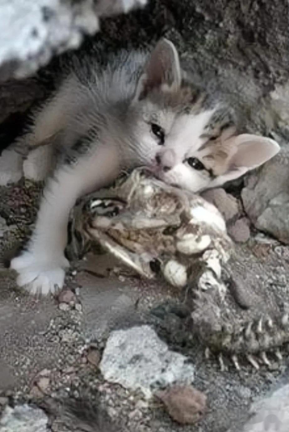母猫死了很长时间，腐烂的只剩一点毛发和一堆骨头，路人见状纷纷躲避，小猫却趴在骨头