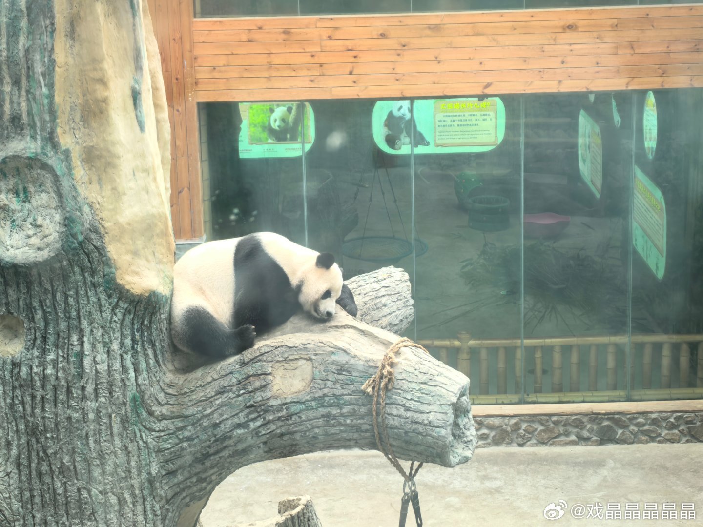 今天去神龙架官门山看到了大熊猫奥运，它是大飞云同父同母的哥哥，正在午休，看起来胖